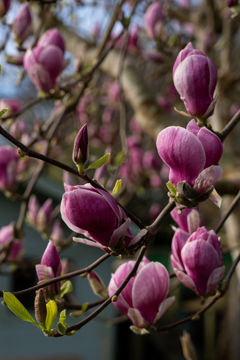 Photography by Chris Allington
